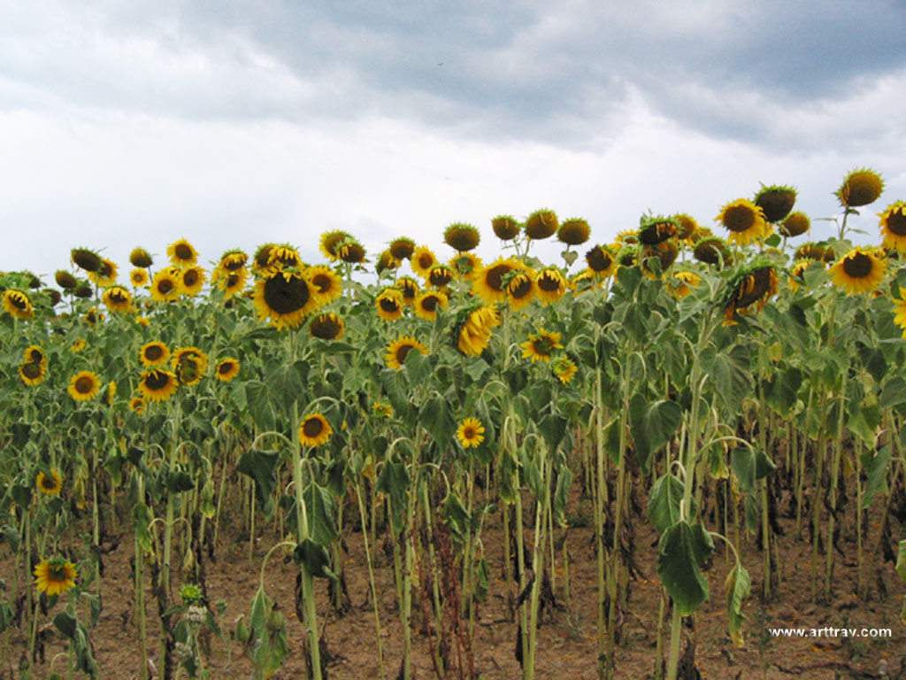 Sunflowers Tuscany