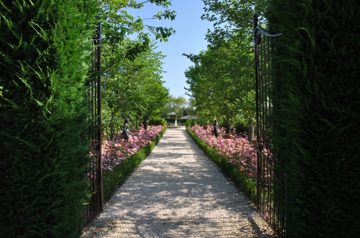 The rose-lined road to the pond