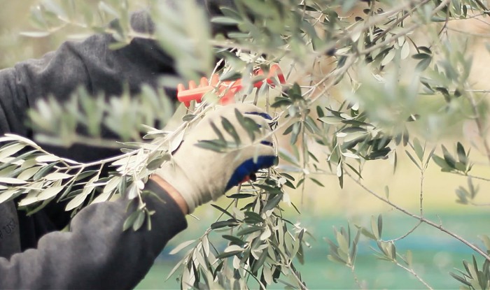 Picking olives on an olive oil harvest tour | Photo kmzerotours