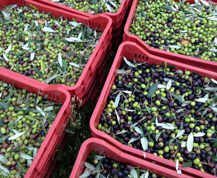 Just picked olives | Photo kmzerotours