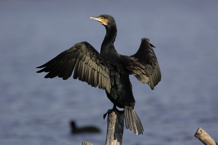 Black Cormorant in Maremma | Photo Fabio Cianchi