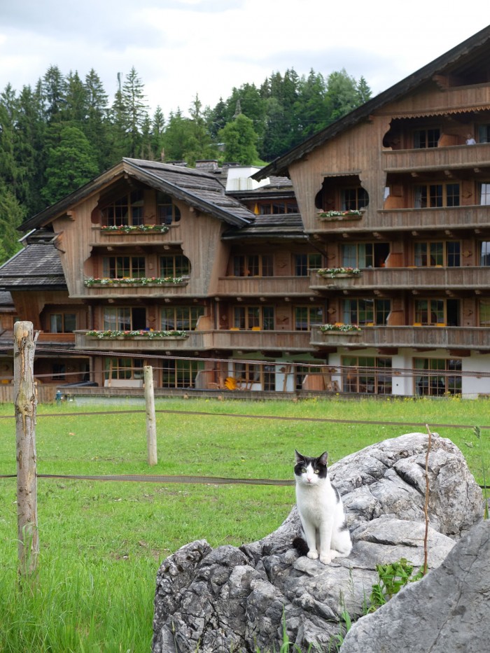 A barn cat stands guard