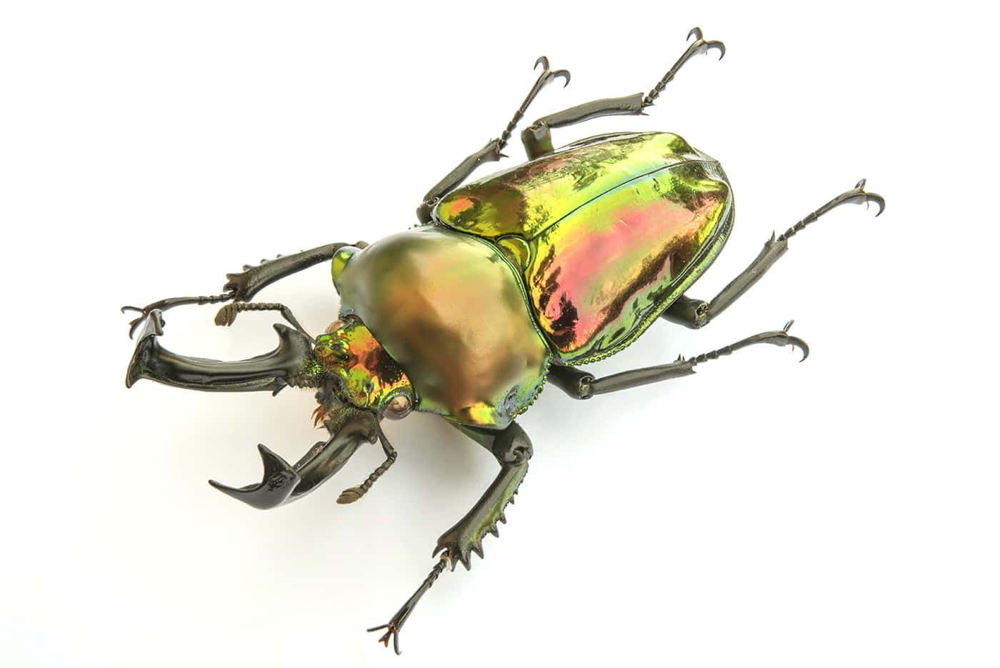 Jewel Beetles - Natural pieces of jewellery - Natural History