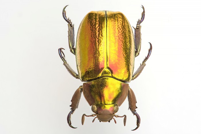 lo scarabeo d’oro