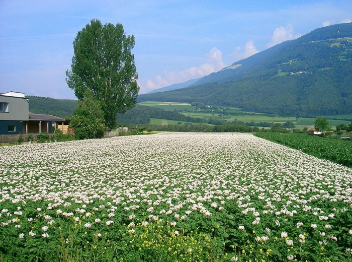 The flowering potato plant (source: www.saatbau.it)