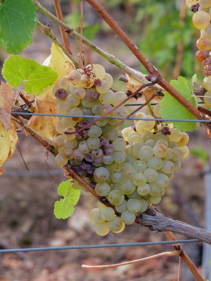 grapes in the cinque terre